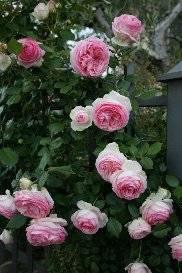 Pierre de Ronsard -h 1.8-