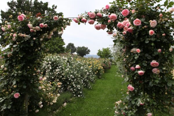 Pierre de Ronsard -h 1.8-