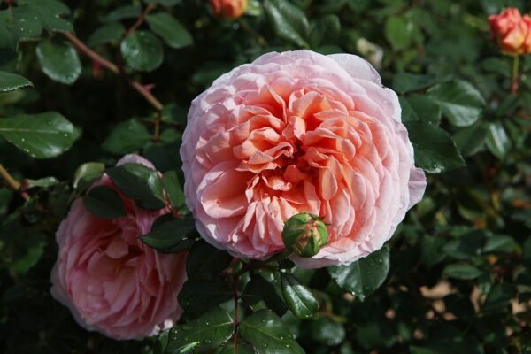 Abraham Darby
