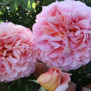 Abraham Darby