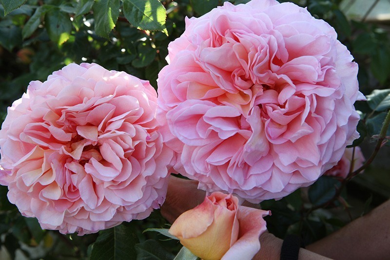 Abraham Darby