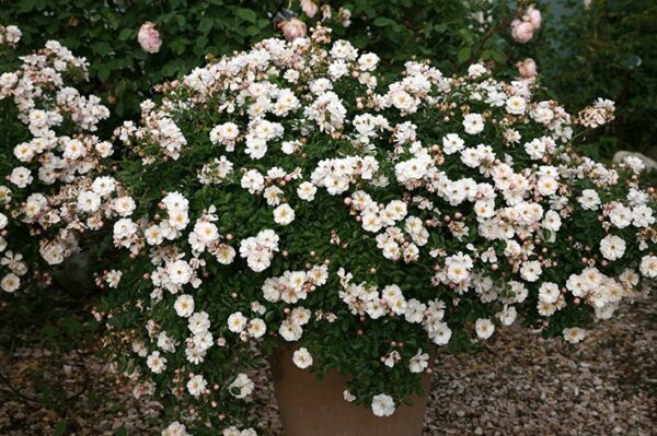 Avon Rose