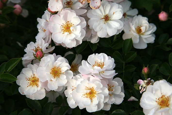 Avon Rose