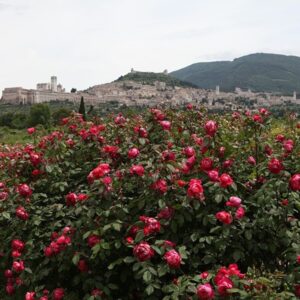 Benjamin Britten - Vaso