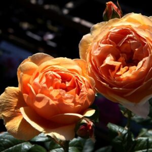 Carolyn Knight - Vaso