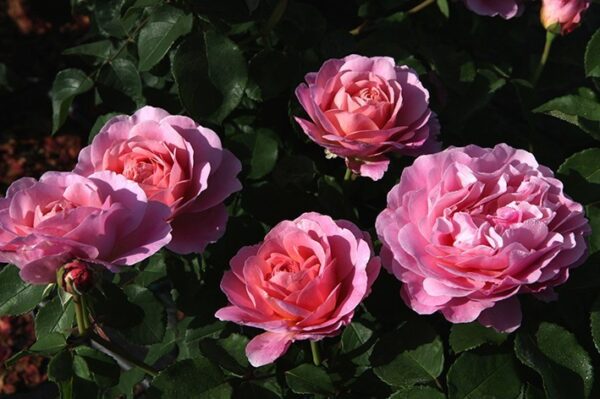 Sts Francis and Claire (sin. Eustacia Vye)