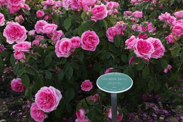 Gertrude Jekyll