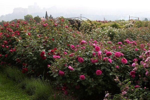 Mme. Isaac Pereire -h 1.80-