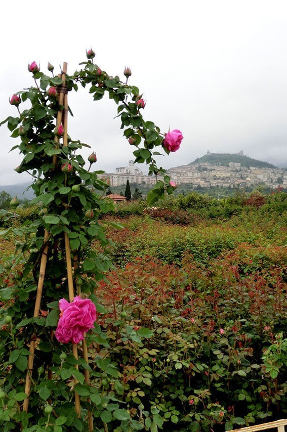 Mme. Isaac Pereire -h 1.80-