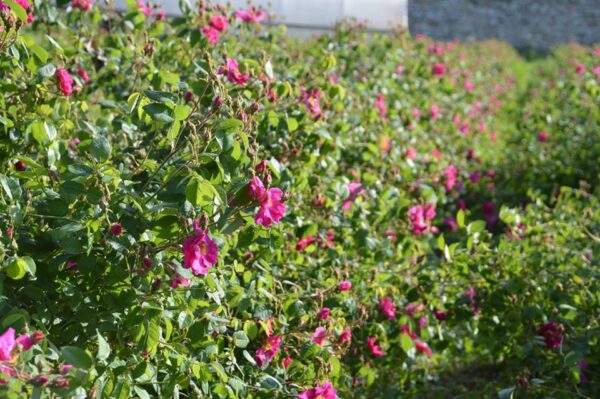 Rosa Canina Asisiensis