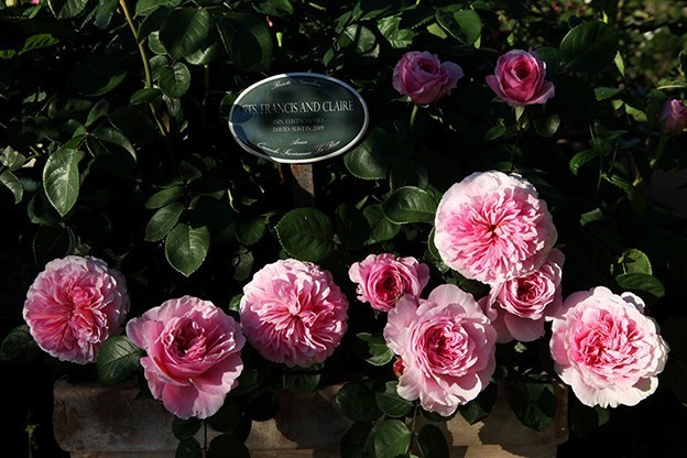 Sts Francis and Claire (sin. Eustacia Vye)