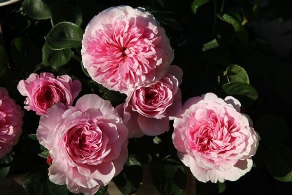 Sts Francis and Claire (sin. Eustacia Vye)