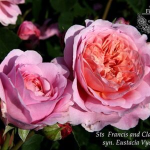 Sts Francis and Claire (sin. Eustacia Vye)