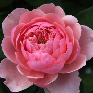The Alnwick Rose - Vaso