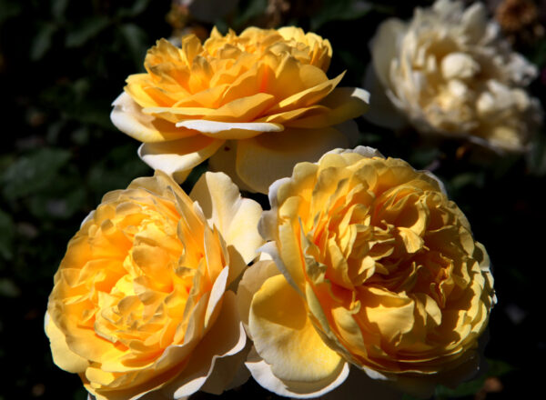 The Poet's Wife