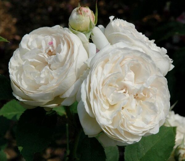 Winchester Cathedral