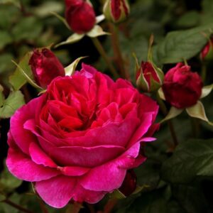 Young Lycidas - Vaso