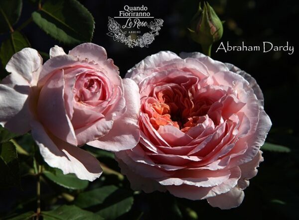 Abraham Darby