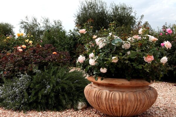 Ambridge Rose
