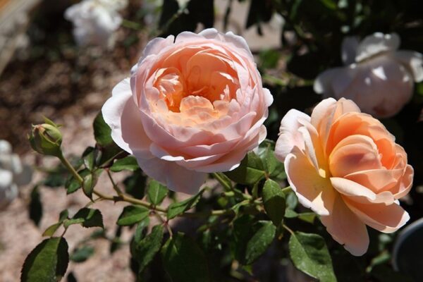 Ambridge Rose