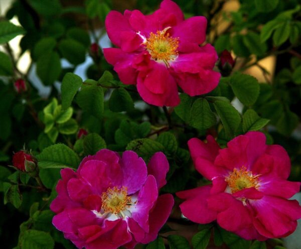 Rosa Canina Asisiensis