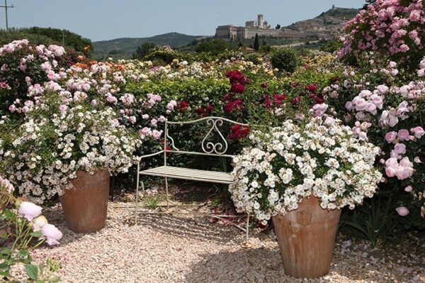 Avon Rose