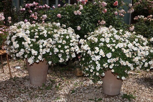 Avon Rose