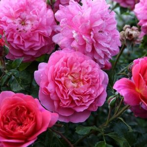 Christopher Marlowe - Vaso