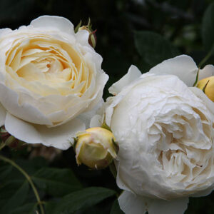 Tottering by Gently