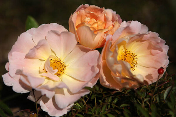 Compte de Champagne (sin. Coniston)