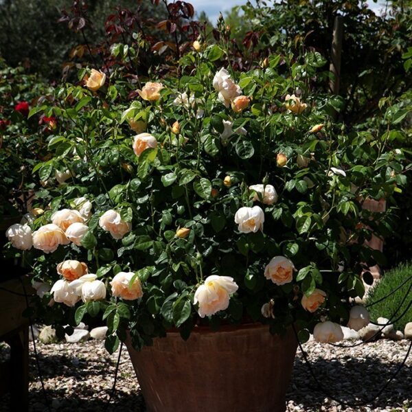 Compte de Champagne (sin. Coniston)