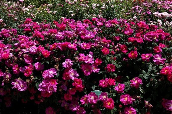 Rosa Gallica Officinalis