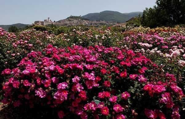 Rosa Gallica Officinalis