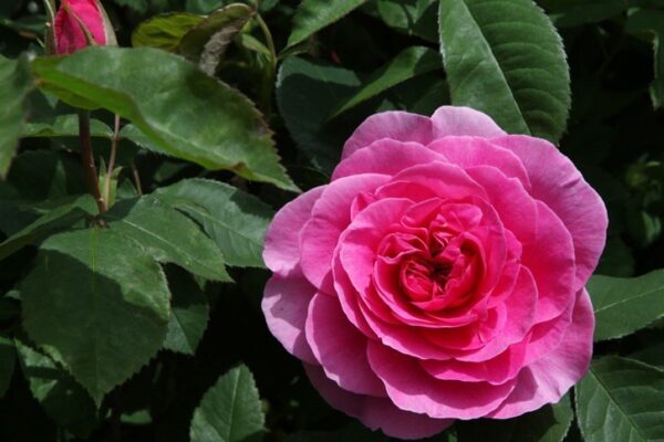 Gertrude Jekyll