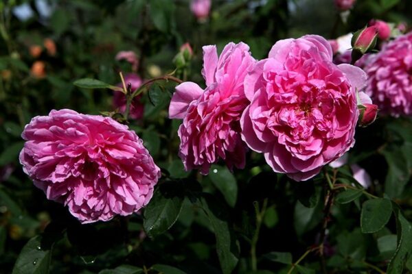 Harlow Carr