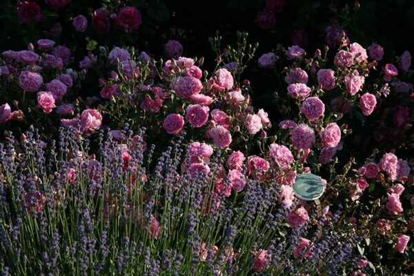 Harlow Carr