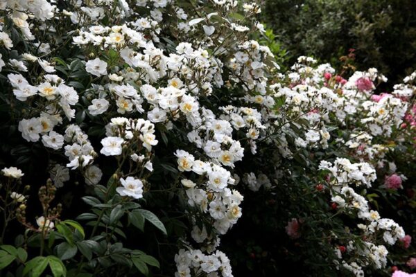 Rambling Rector -h 1.80m-