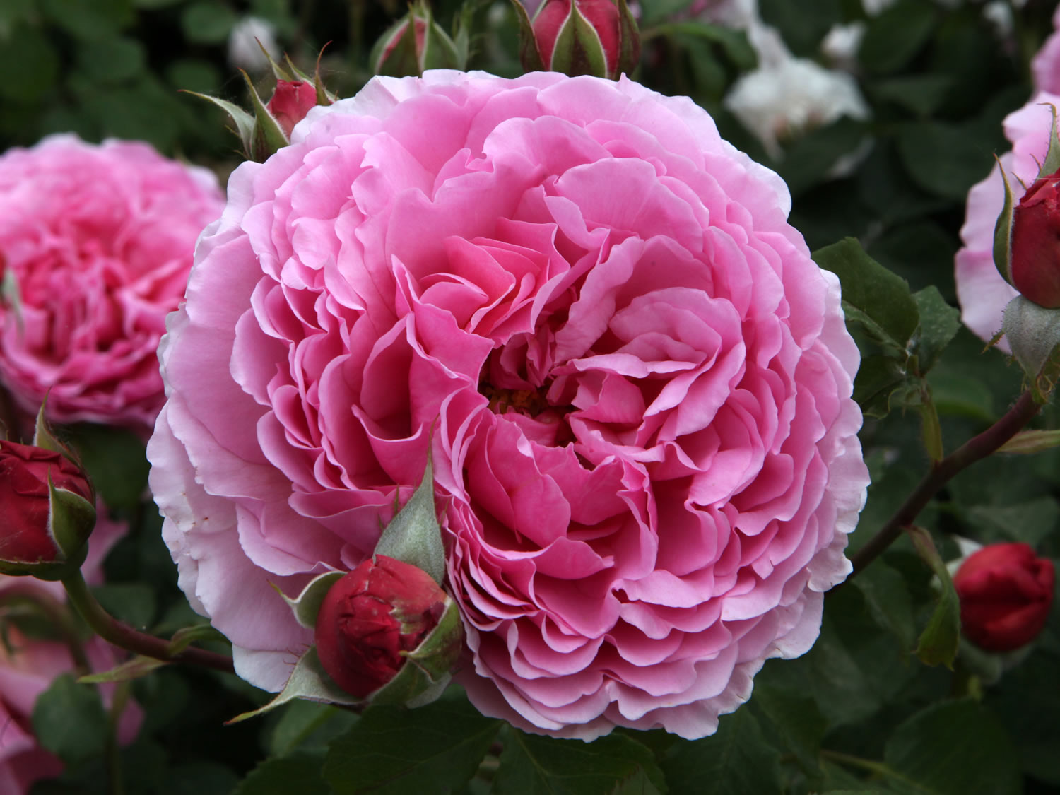 Princess Alexandra of Kent