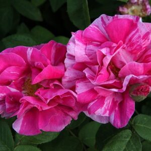 Rosa Mundi (sin. Rosa Gallica Versicolor)