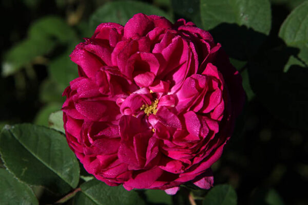 Rose de Rêscht