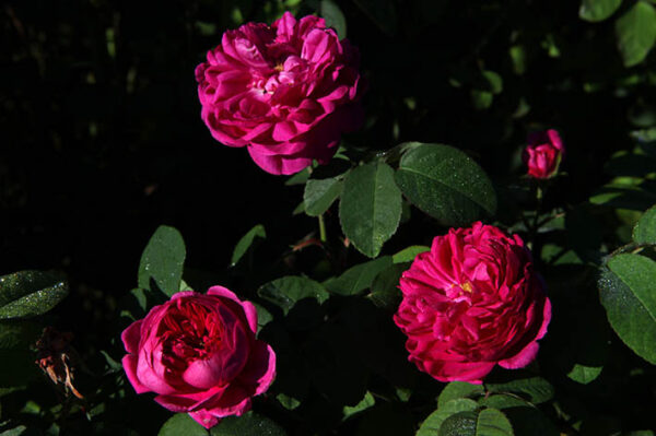 Rose de Rêscht