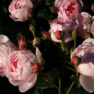 Scepter'd Isle - Vaso