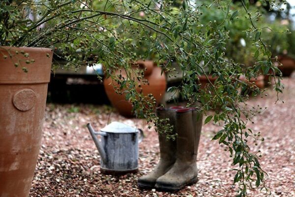 Snow Goose  -10 lt h 1,80-