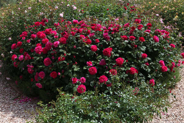 Sophy's Rose