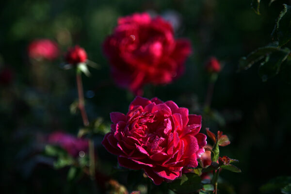 Sophy's Rose