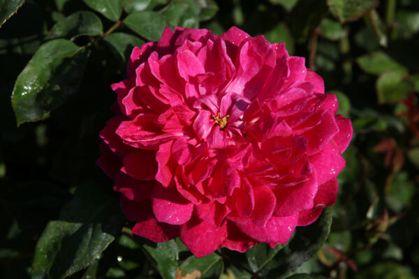 Sophy's Rose