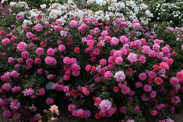 Targhetta  in ceramica senza asta