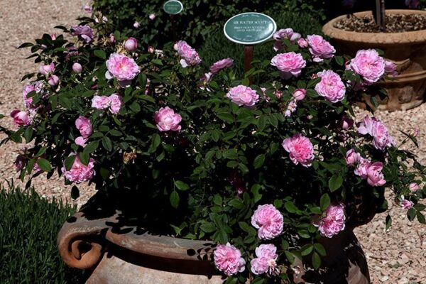 Targhetta in ceramica con asta in ferro