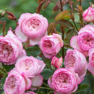 The Mill on the Floss -vaso 10 lt, h 1.80 m- - Vaso