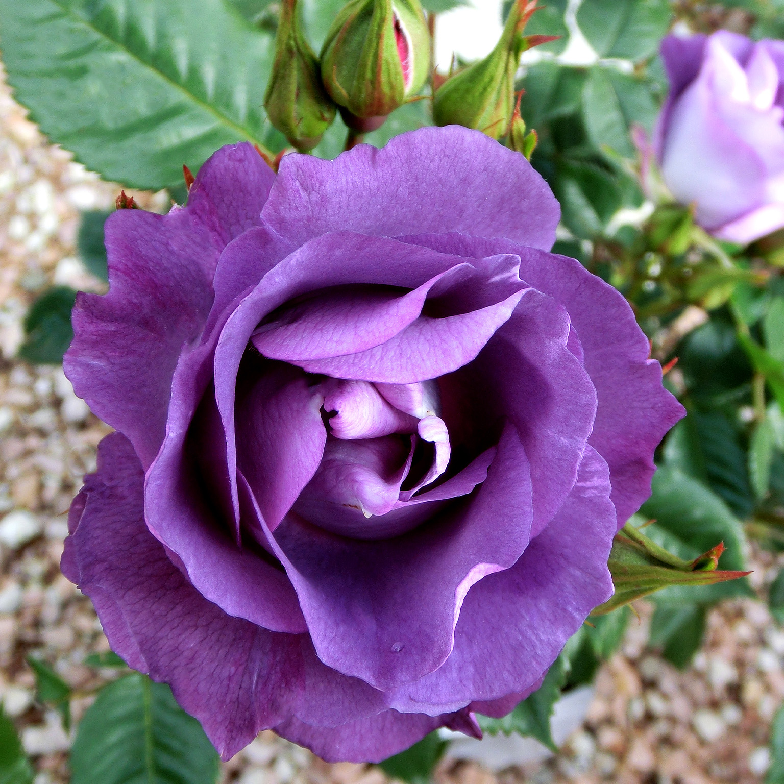 Blue For You